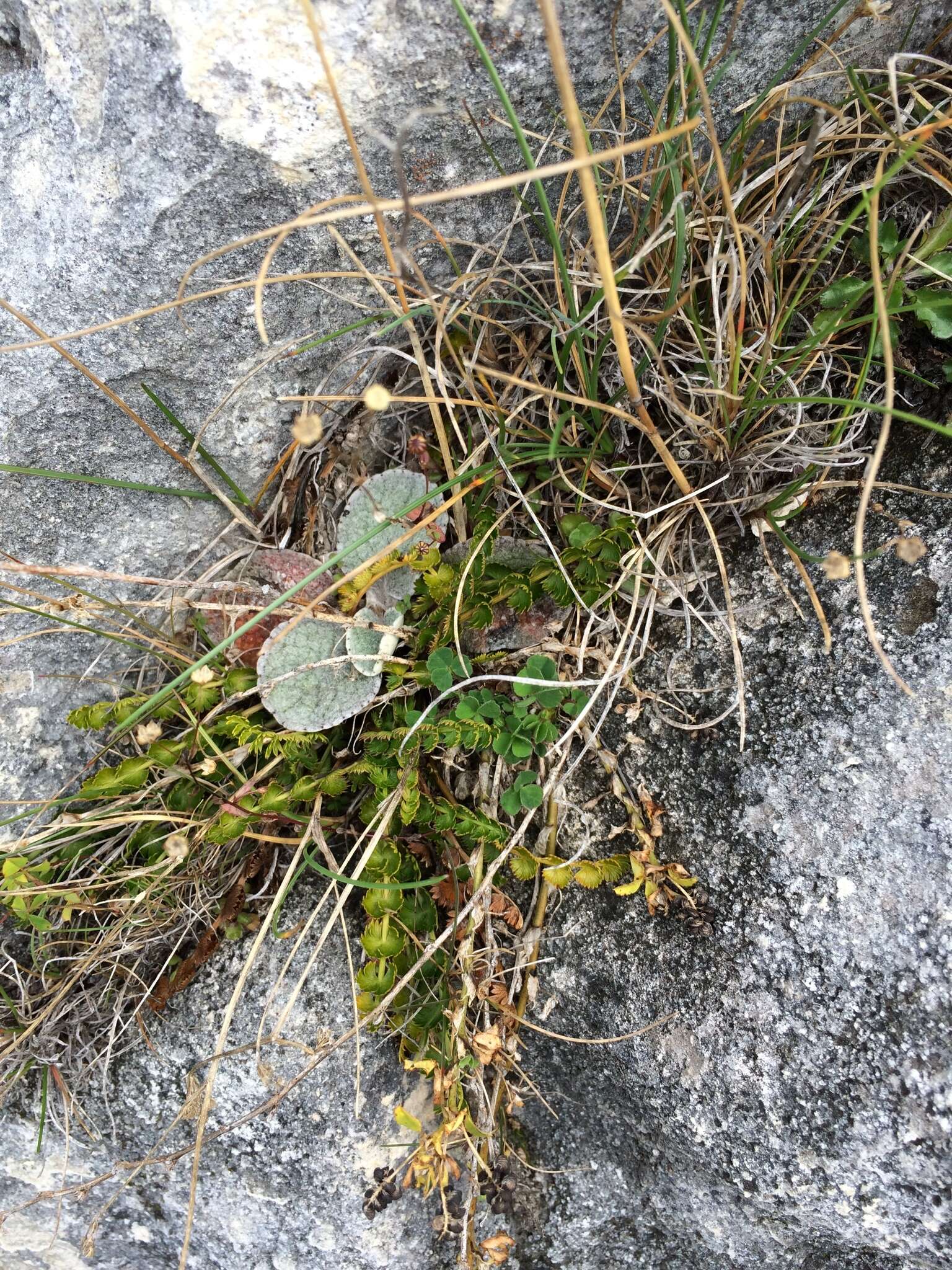 Image of Brachyglottis haastii (Hook. fil.) B. Nord.