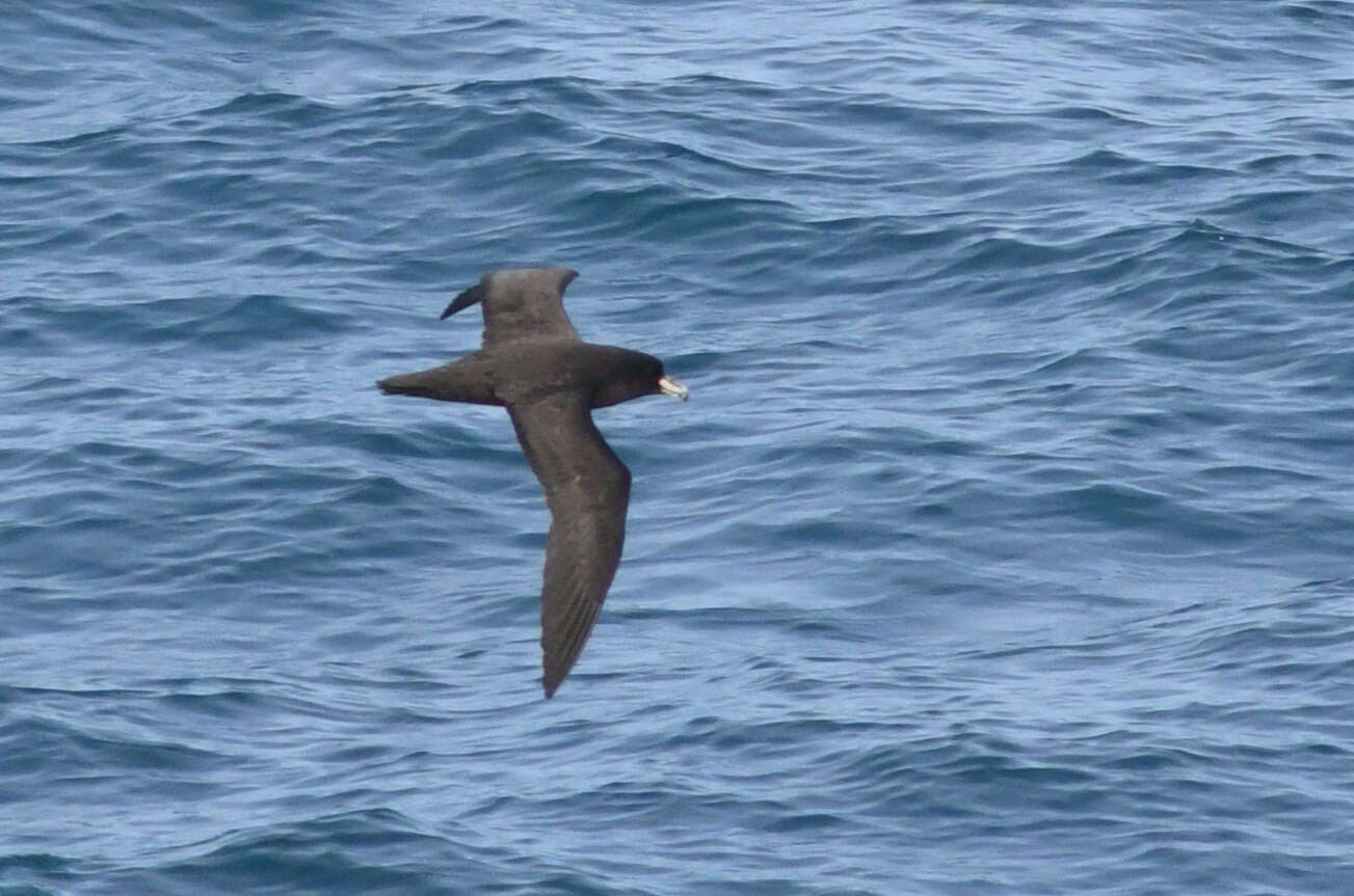 Image of Westland Black Petrel