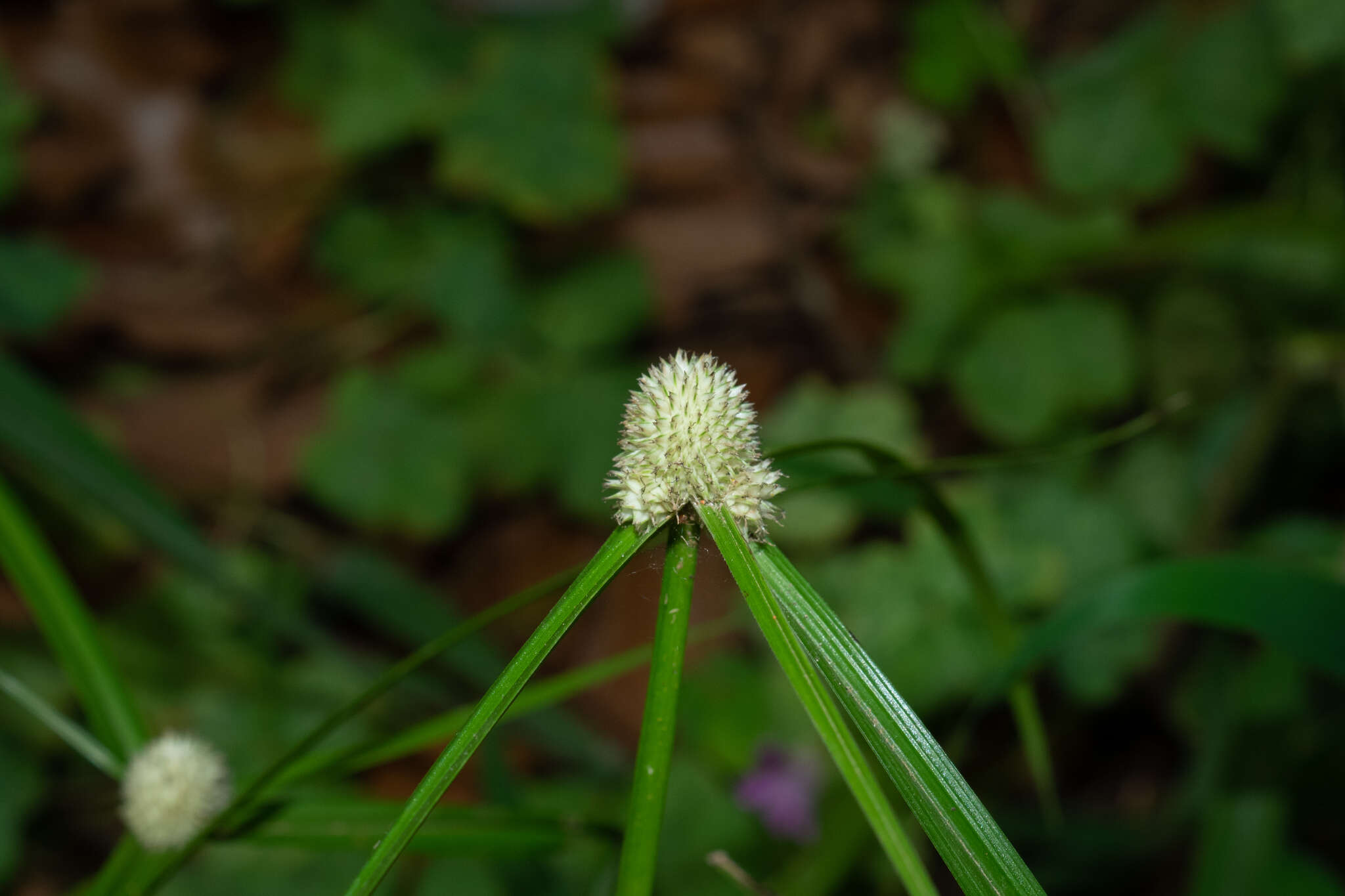 Image de Cyperus richardii Steud.