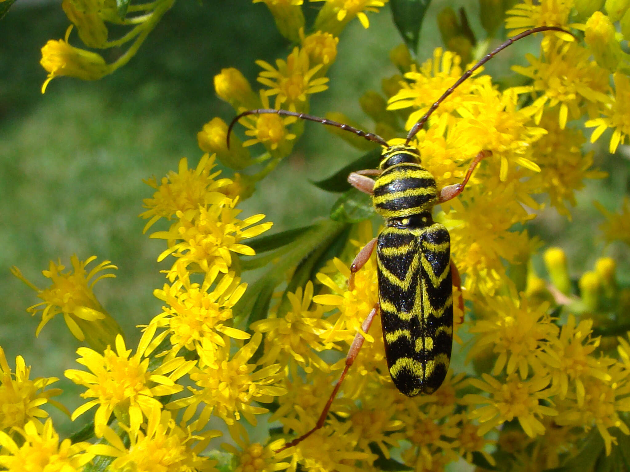 Image of Locust Borer