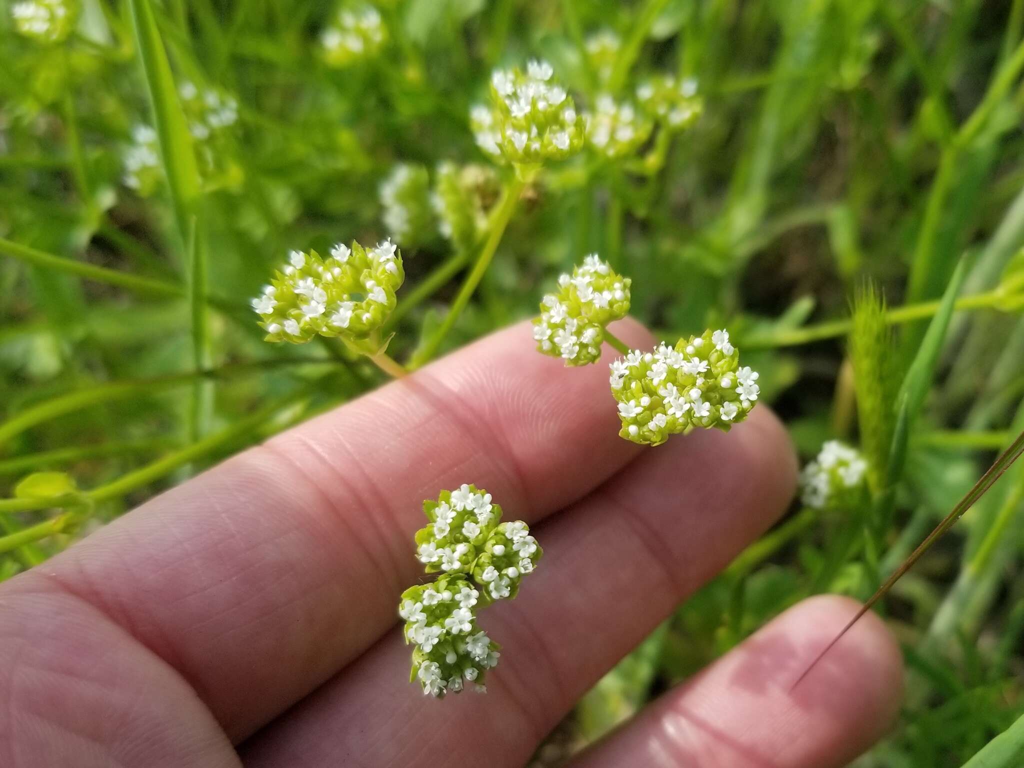 Plancia ëd Valerianella nuttallii (Torr. & Gray) Walp.