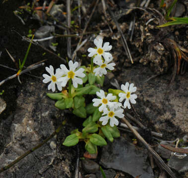 Image of Greenland Primrose