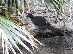 Image of lyrebirds