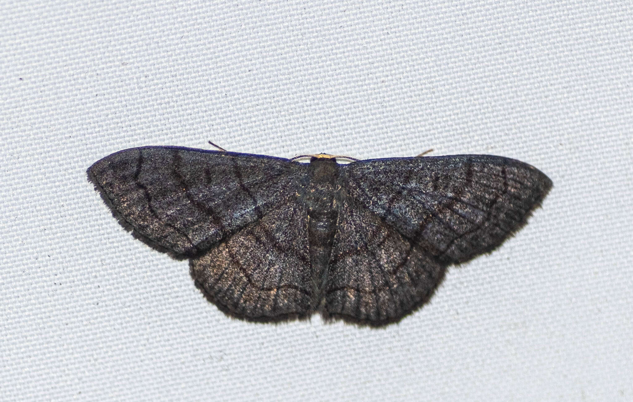 Image of Scopula mecysma Swinhoe 1894