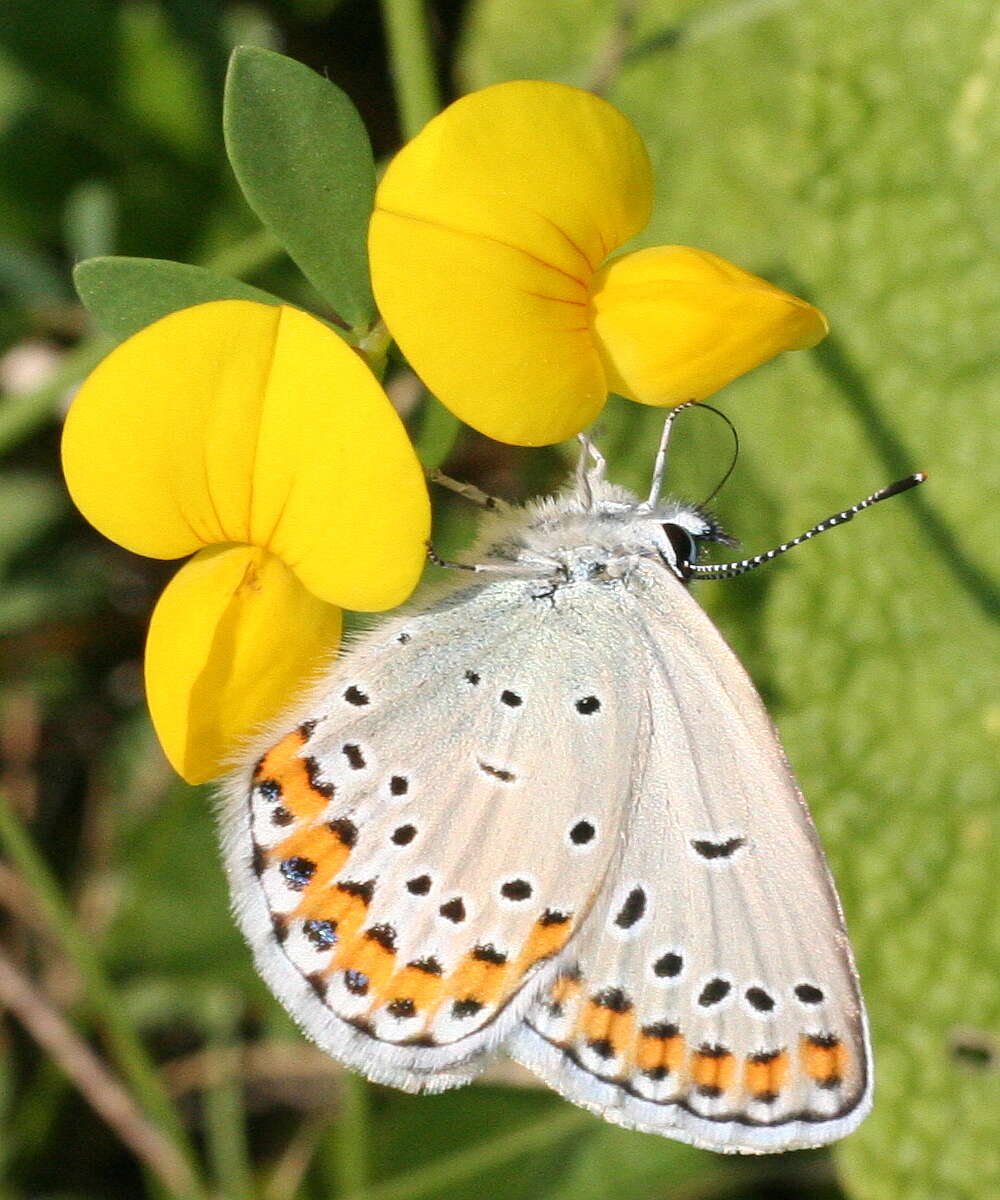 Image of Plebejus argyrognomon (Bergsträsser (1779))