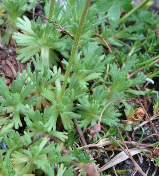 Imagem de Saxifraga exarata subsp. exarata
