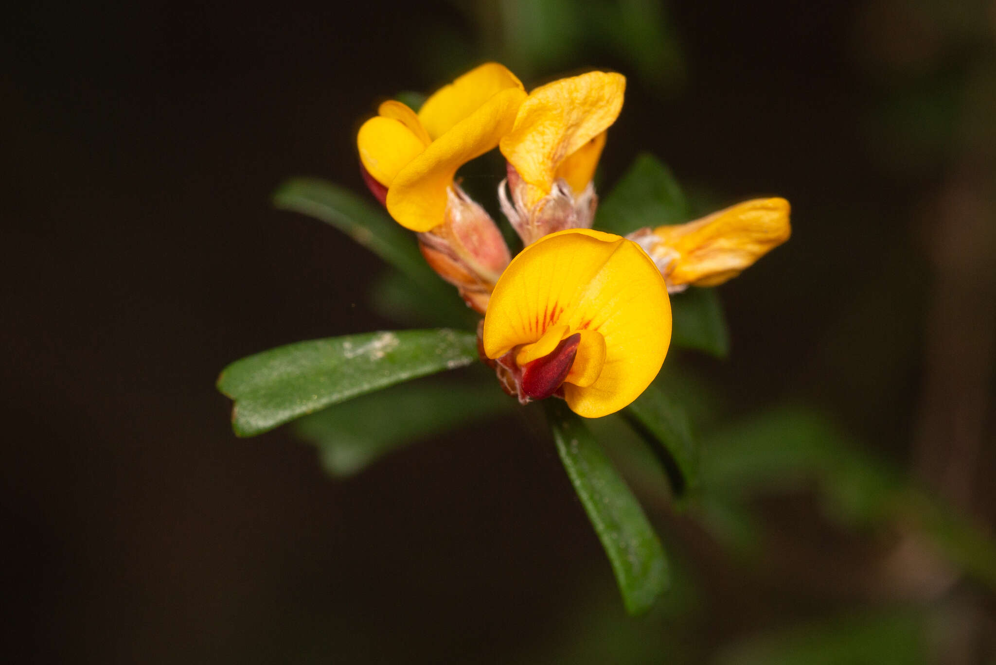 Image of Pultenaea retusa Sm.