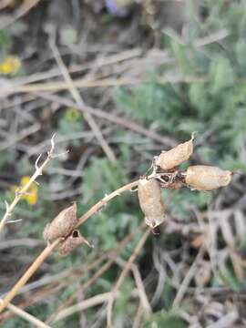 Image of Oxytropis coerulea (Pall.) DC.