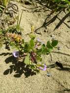 Phacelia douglasii var. petrophila Jeps. resmi