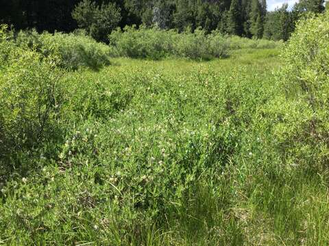 Image of mountain willow