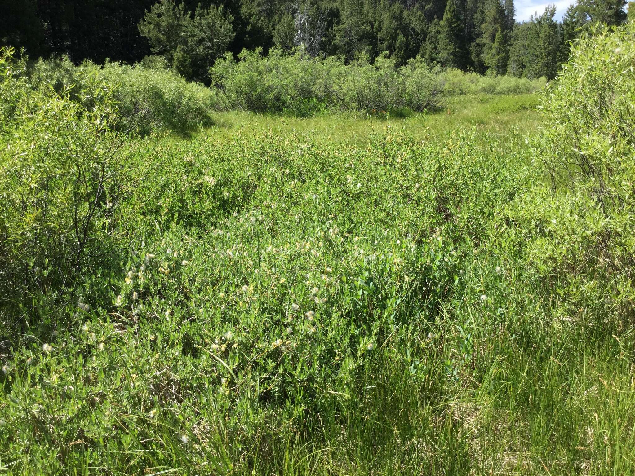 Image of mountain willow