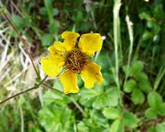 Image of Geum magellanicum Comm. ex Pers.