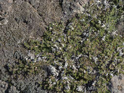 Image of Hansen's spikemoss