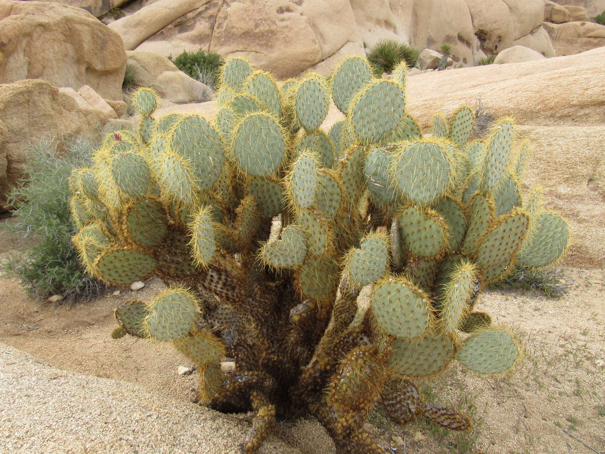 Image of Dollar-joint Prickly-pear