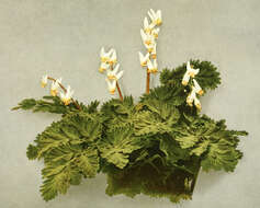 Image of dutchman's breeches