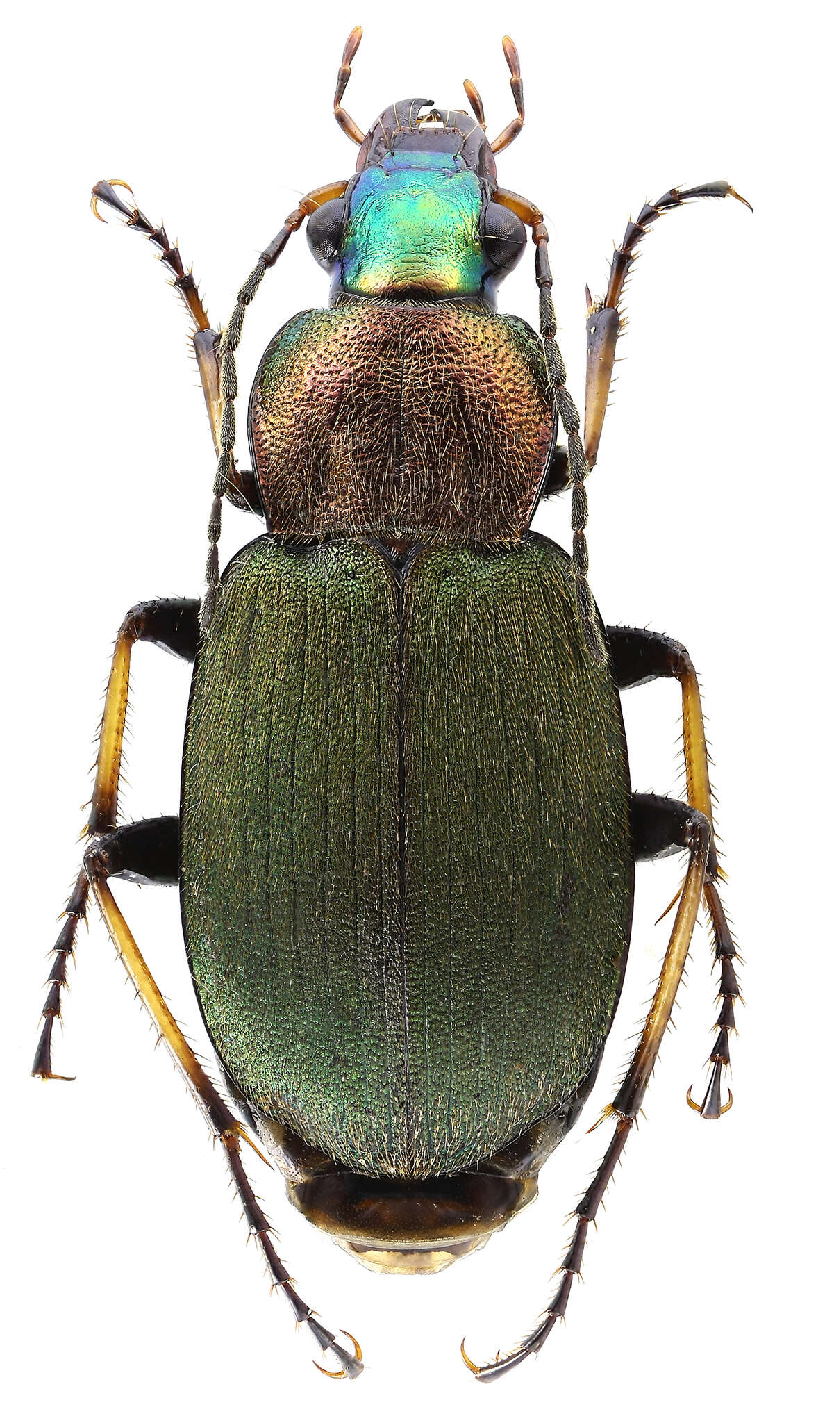 Sivun Chlaenius (Chlaeniellus) tibialis Dejean 1826 kuva