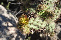 Image of Cylindropuntia alcahes var. alcahes