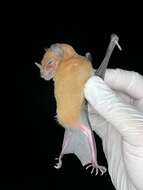 Image of Lesser Spear-nosed Bat