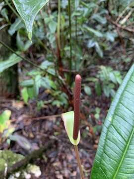 Image of Anthurium caucanum Engl.