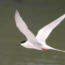 Image of Roseate tern