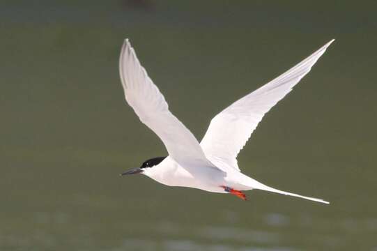 Image of Roseate tern