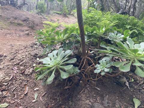 Image of Aeonium ciliatum (Willd.) Webb & Berth.