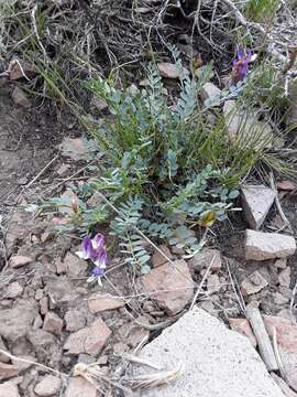 Astragalus oophorus S. Wats.的圖片