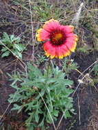 Image of Common perennial gaillardia