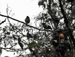 Image of Black-backed Grosbeak