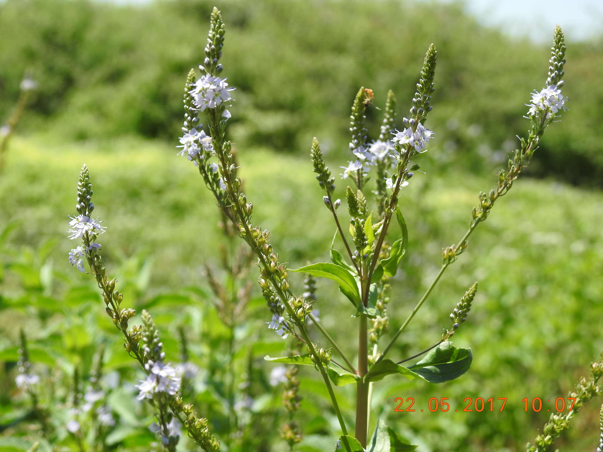 Image of Veronica anagallis-aquatica subsp. lysimachioides (Boiss.) M. Fisch.