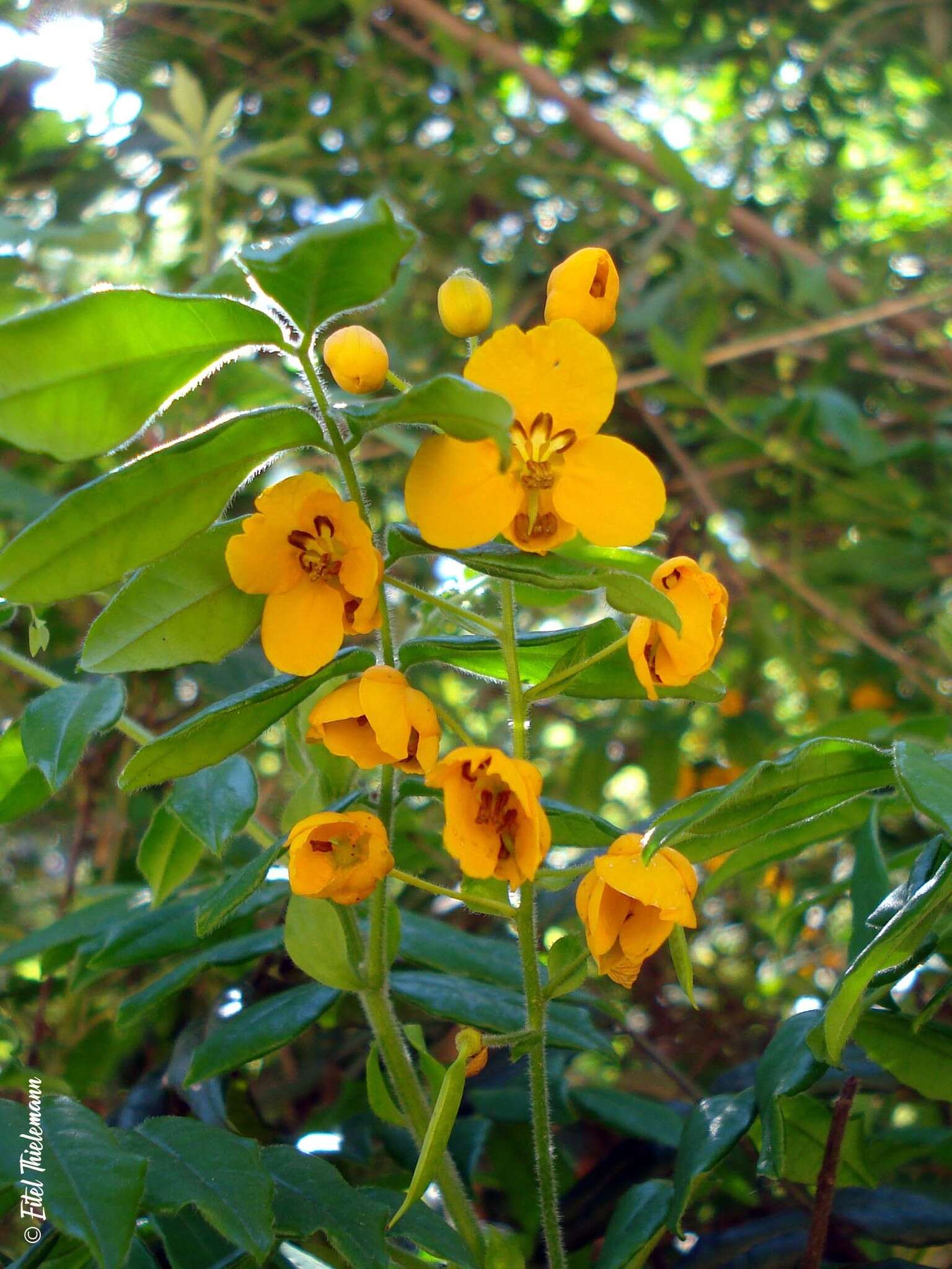 Image of Senna stipulacea (Aiton) H. S. Irwin & Barneby