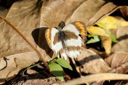 Image of Colotis euippe (Linnaeus 1758)