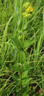 Image of wholeleaf rosinweed