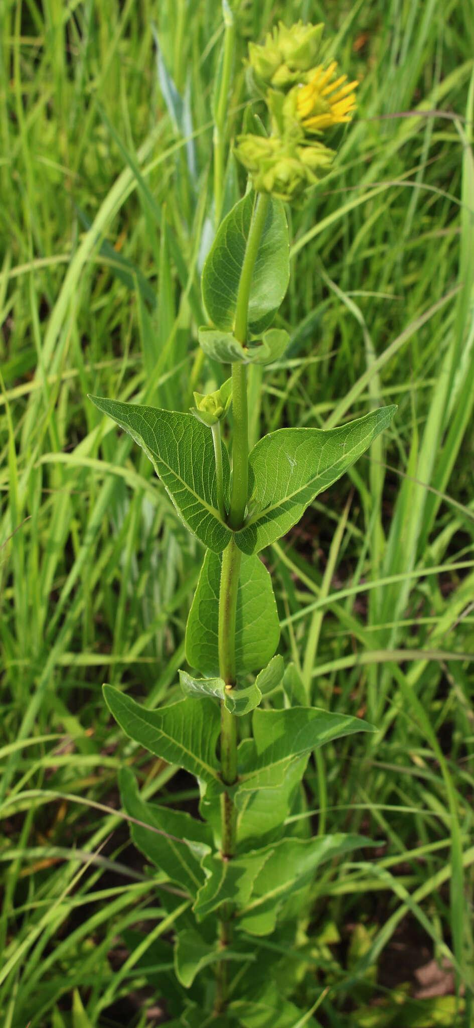 Image of wholeleaf rosinweed