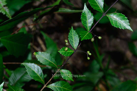 Image of Callicarpa peichieniana H. Ma & W. B. Yu