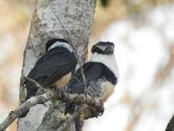 Image of Buff-bellied Puffbird