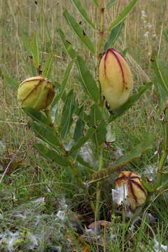 Image of Pachycarpus appendiculatus E. Mey.