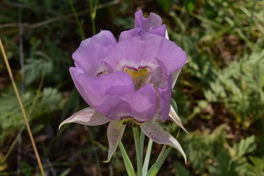 Image of broad-fruit mariposa-lily