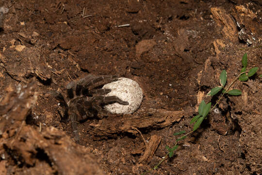 Image of Tliltocatl albopilosus