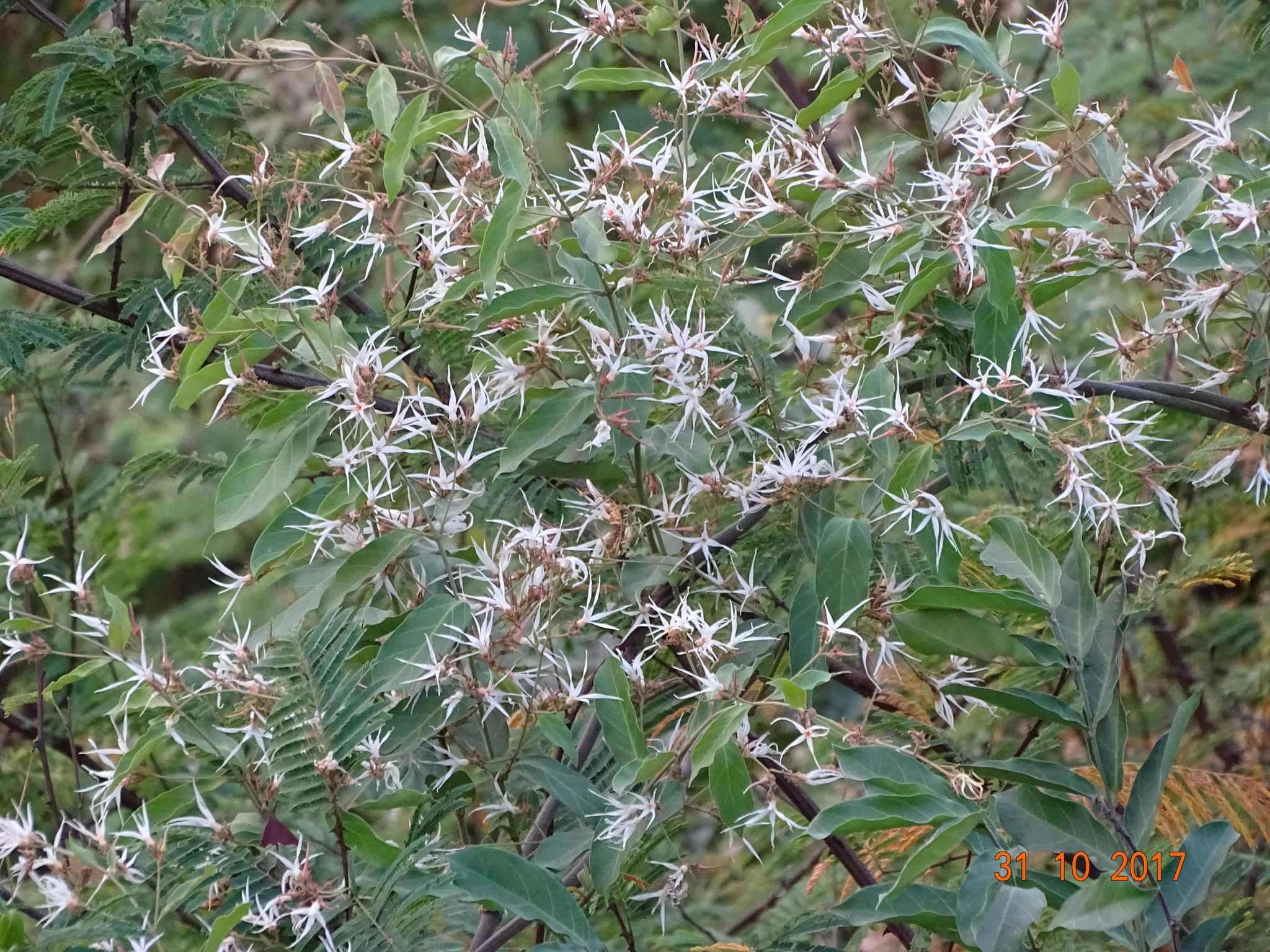 Image of Baissea multiflora A. DC.