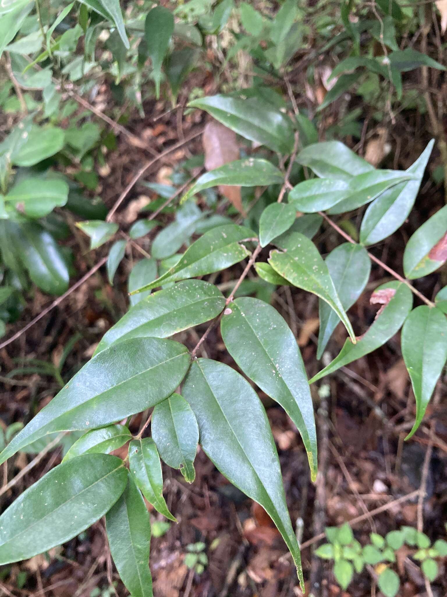 Image de Myrcia splendens (Sw.) DC.