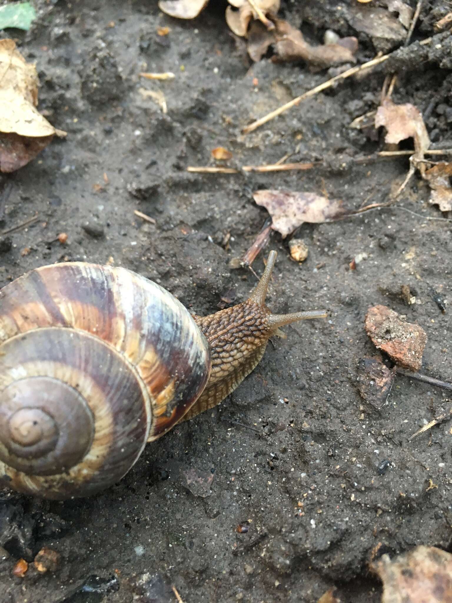 Image of lucorum helix