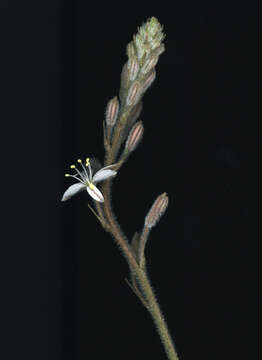 Слика од Trachyandra hirsutiflora (Adamson) Oberm.