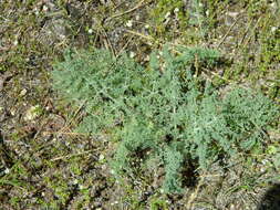 Imagem de Lomatium macrocarpum (Hook. & Arn.) Coult. & Rose