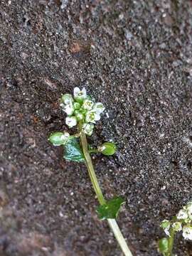 Image of early scurvygrass