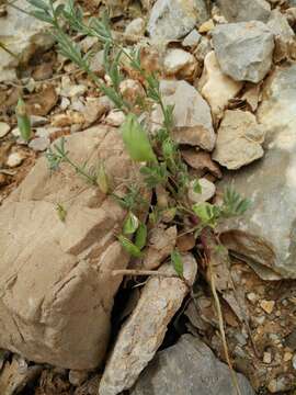 صورة Lens culinaris subsp. orientalis (Boiss.) Ponert