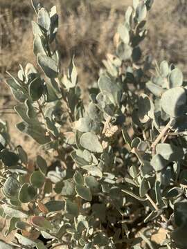 صورة Atriplex gardneri (Moq.) D. Dietr.