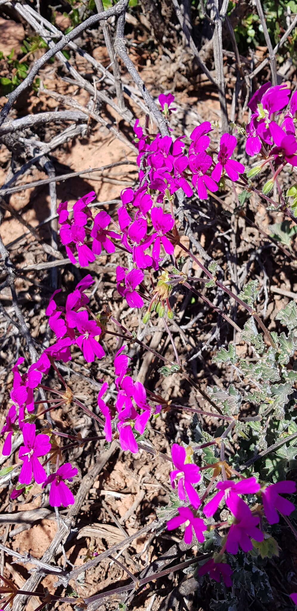 Image of Pelargonium sericifolium J. J. A. Van der Walt