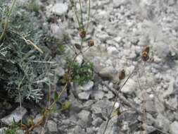 Image of Helianthemum rupifragum A. Kerner