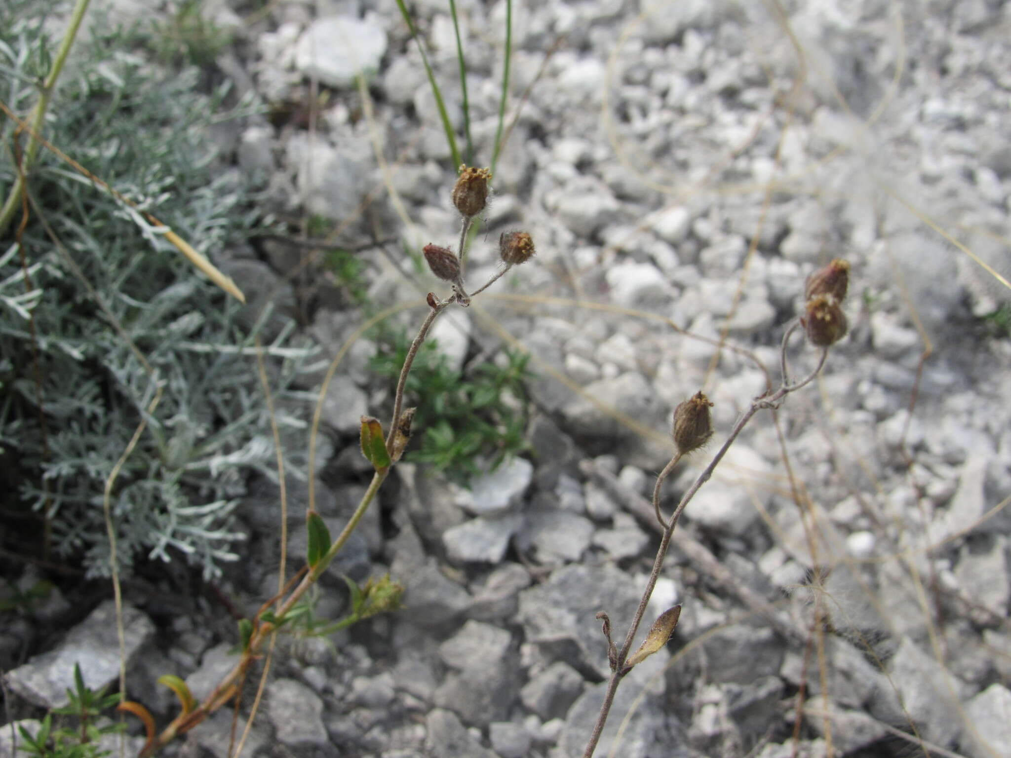 Sivun Helianthemum rupifragum A. Kerner kuva